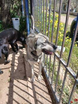 Finn -  German Shepherd Dog Dog for Adoption in Erin, Ontario - Finn | PetCurious