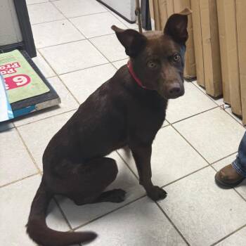 Chocolate Labrador Retriever Dogs Available for Adoption in Savannah, Georgia - Hershey | PetCurious