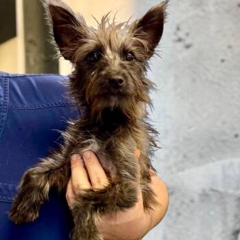 Maria -  Yorkshire Terrier Dog for Adoption in Semmes, Alabama - Maria | PetCurious