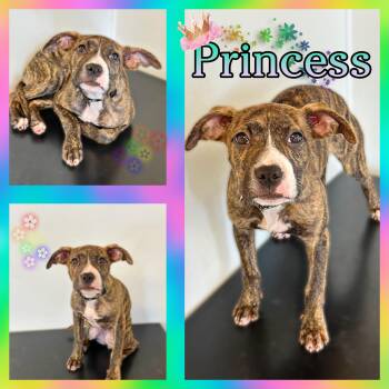 Rescue Pit Bull Terrier Dogs for Adoption in Hatfield, Pennsylvania - Princess | PetCurious