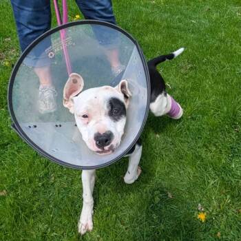 Pit Bull Terrier Dogs Available for Adoption in Greenville, Pennsylvania - Aaryn | PetCurious