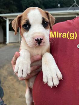 Mira -  Australian Shepherd and Portuguese Podengo Dog for Adoption in Manchester Township, New Jersey - Mira | PetCurious
