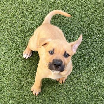 Mixed Breed Dogs Available for Adoption - Papaya 4889 | PetCurious