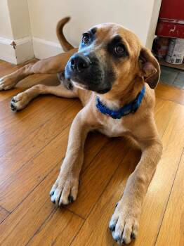 Brownie - Prince of the Puppy Dog Eyes -  Yellow Labrador Retriever and Boxer Dog for Adoption in Carolina, Carolina - Brownie - Prince Of The Puppy Dog Eyes | PetCurious