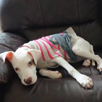 Labrador Retriever and Mixed Breed Dogs Available for Adoption - Winter | PetCurious