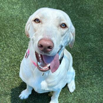Yellow Labrador Retriever Dogs Available for Adoption in Los Angeles, California - Lola A2251689 | PetCurious
