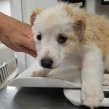 Auntie Enid -  Mixed Breed Dog for Adoption in Fredericksburg, Virginia - Auntie Enid | PetCurious