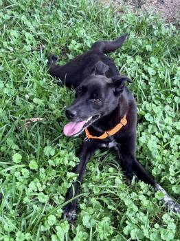 KayLee -  Australian Cattle Dog Blue Heeler Dog for Adoption in Baker, Louisiana - KayLee | PetCurious
