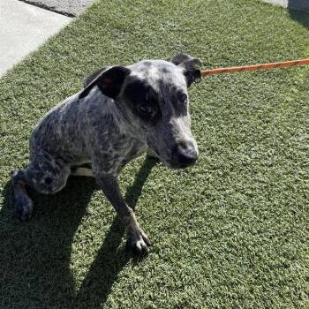 TESSA -  German Shorthaired Pointer Dog for Adoption in Modesto, California - TESSA | PetCurious