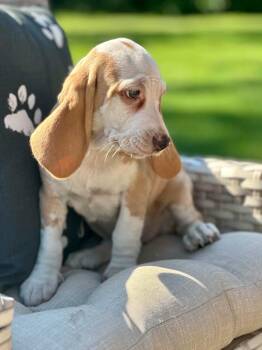 Lemon Poppy -  Beagle Dog for Adoption in Lewisville, Indiana - Lemon Poppy | PetCurious