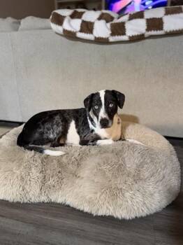 CASPIAN -  Catahoula Leopard Dog and Mixed Breed Dog for Adoption in Pasadena, Texas - CASPIAN | PetCurious
