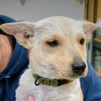 Rescue Mixed Breed Dogs for Adoption in Hood River, Oregon - Celeste | PetCurious