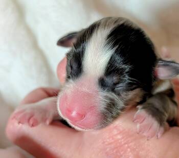 Australian Shepherd Dogs Available for Sale - Sean | PetCurious