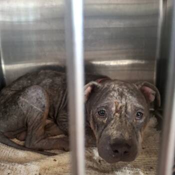 Rescue Pit Bull Terrier Dogs for Adoption in Northbrook, Illinois - Paulie | PetCurious