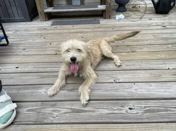 Franky -  Wheaten Terrier Dog for Adoption in Memphis, Tennessee - Franky | PetCurious