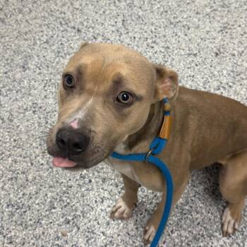 Popcorn -  Pit Bull Terrier and Mixed Breed Dog for Adoption in Birmingham, Alabama - Popcorn | PetCurious