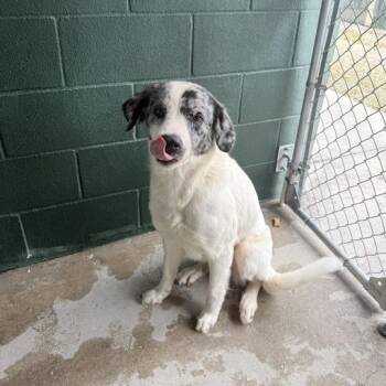 Great Pyrenees and Catahoula Leopard Dog Dogs Available for Adoption in Carencro, Louisiana - Rita | PetCurious