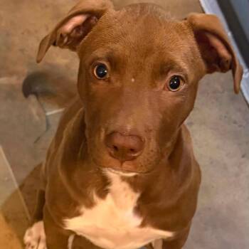 Ginger -  Mixed Breed Dog for Adoption in Boone, Iowa - Ginger | PetCurious