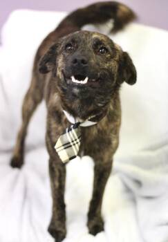 Chihuahua Dogs Available for Adoption in Manchester, New Hampshire - Monte San In NH! Come Meet Our Adoptable Dogs Wednesday-Saturday | PetCurious