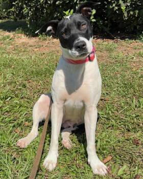 Rescue Pit Bull Terrier Dogs for Adoption in Ridgeland, South Carolina - Jubilee | PetCurious