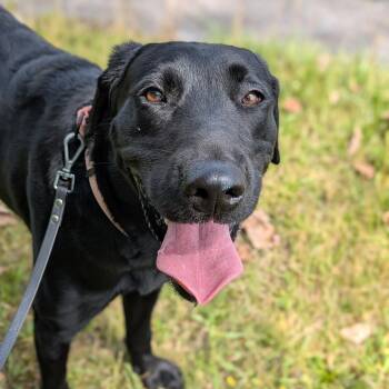 Ebony -  Labrador Retriever Dog for Adoption in Syracuse, New York - Ebony | PetCurious