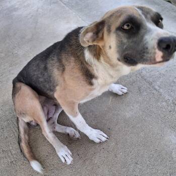 Leona -  Mixed Breed Dog for Adoption in Lyons, Georgia - Leona | PetCurious