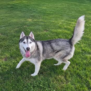 WolfGang -  Siberian Husky Dog for Adoption in Lucas, Texas - WolfGang | PetCurious