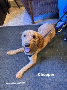 Chopper -  Miniature Poodle and Golden Retriever Dog for Adoption in Pottsville, Pennsylvania - Chopper | PetCurious