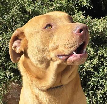 Yellow Labrador Retriever Dogs Available for Adoption in North Valley, New Mexico - Merry Ms Mida ~ Gentle Personality  | PetCurious