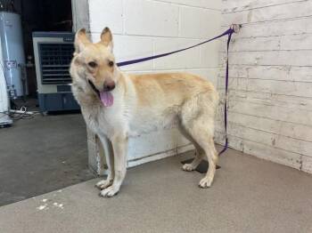 MYSTIQUE -  German Shepherd Dog Dog for Adoption in San Bernardino, California - MYSTIQUE | PetCurious