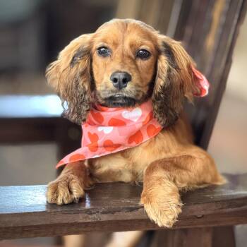 Cocker Spaniel Dogs Available for Adoption - Bass | PetCurious