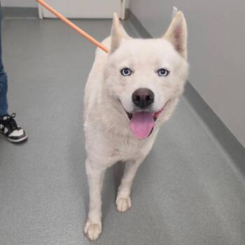 Husky Dogs Available for Adoption in Westminster, California - Snowy | PetCurious