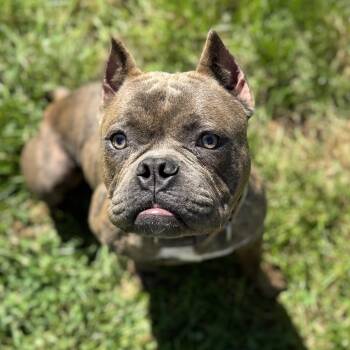 Noodles -  Pit Bull Terrier Dog for Adoption in Elizabethtown, Pennsylvania - Noodles | PetCurious