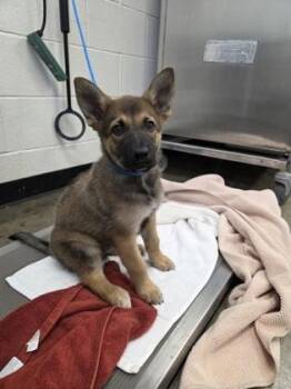Indigo -  German Shepherd Dog Dog for Adoption in Sacramento, California - Indigo | PetCurious