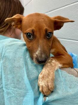 Meddys -  Mixed Breed Dog for Adoption in Wichita, Kansas - Meddys | PetCurious