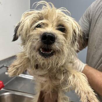 Lori -  Miniature Schnauzer Dog for Adoption in Birmingham, Alabama - Lori | PetCurious