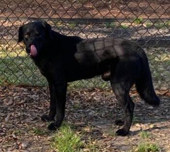 Labrador Retriever and Mixed Breed Dogs Available for Adoption in Conway, South Carolina - Hippity | PetCurious