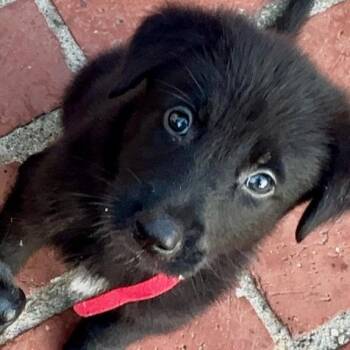 Koi -  Black Labrador Retriever and Mixed Breed Dog for Adoption in Hawthorne, California - Koi | PetCurious