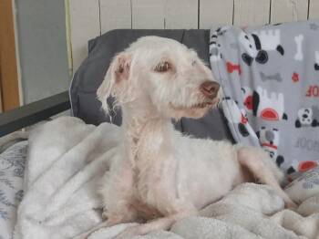 Jelly Bean -  Poodle Dog for Adoption in Fort Worth, Texas - Jelly Bean | PetCurious