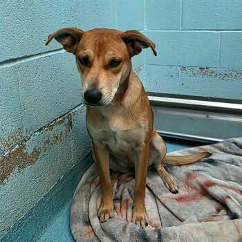 Rescue German Shepherd Dog and Mixed Breed Dogs for Adoption in Long Beach, California - FABLE | PetCurious