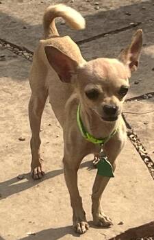 Tiny Mia -  Chihuahua Dog for Adoption in Longmont, Colorado - Tiny Mia | PetCurious