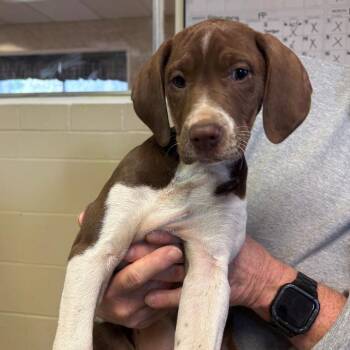 German Shorthaired Pointer and Coonhound Dogs Available for Adoption - Denali | PetCurious