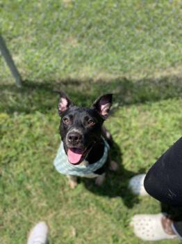 Rescue Pit Bull Terrier Dogs for Adoption in Eagle, Idaho - Kaiser **Courtesy Post. Out Of Town Pet. See Below For Details** | PetCurious