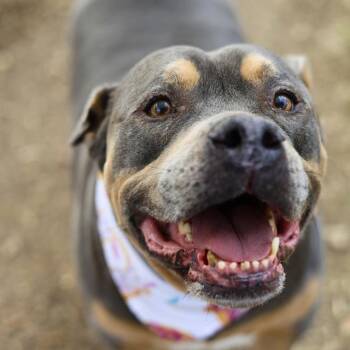 AMMO -  Staffordshire Bull Terrier Dog for Adoption in San Antonio, Texas - AMMO | PetCurious