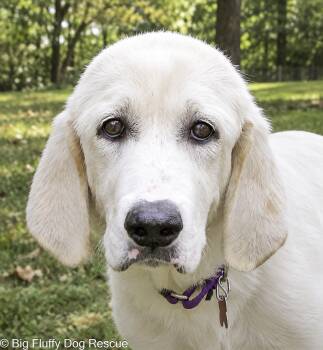 Taleah -  Great Pyrenees and Basset Hound Dog for Adoption in Nashville, Tennessee - Taleah | PetCurious
