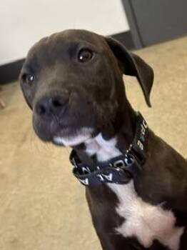 Dewey -  Pit Bull Terrier Dog for Adoption in Cleveland, Ohio - Dewey | PetCurious