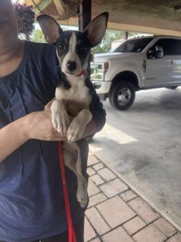 Oliver - JRT -  Jack Russell Terrier Dog for Adoption in Ocean Township, New Jersey - Oliver - JRT | PetCurious