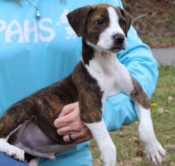 Labrador Retriever and Pit Bull Terrier Dogs Available for Adoption - Ronnan 43121 | PetCurious