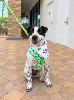 Winnie -  Cattle Dog Dog for Adoption in Las Vegas, Nevada - Winnie | PetCurious