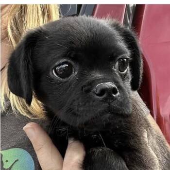 Rescue Pug Dogs for Adoption in Larkfield-wikiup, California - Wesley | PetCurious
